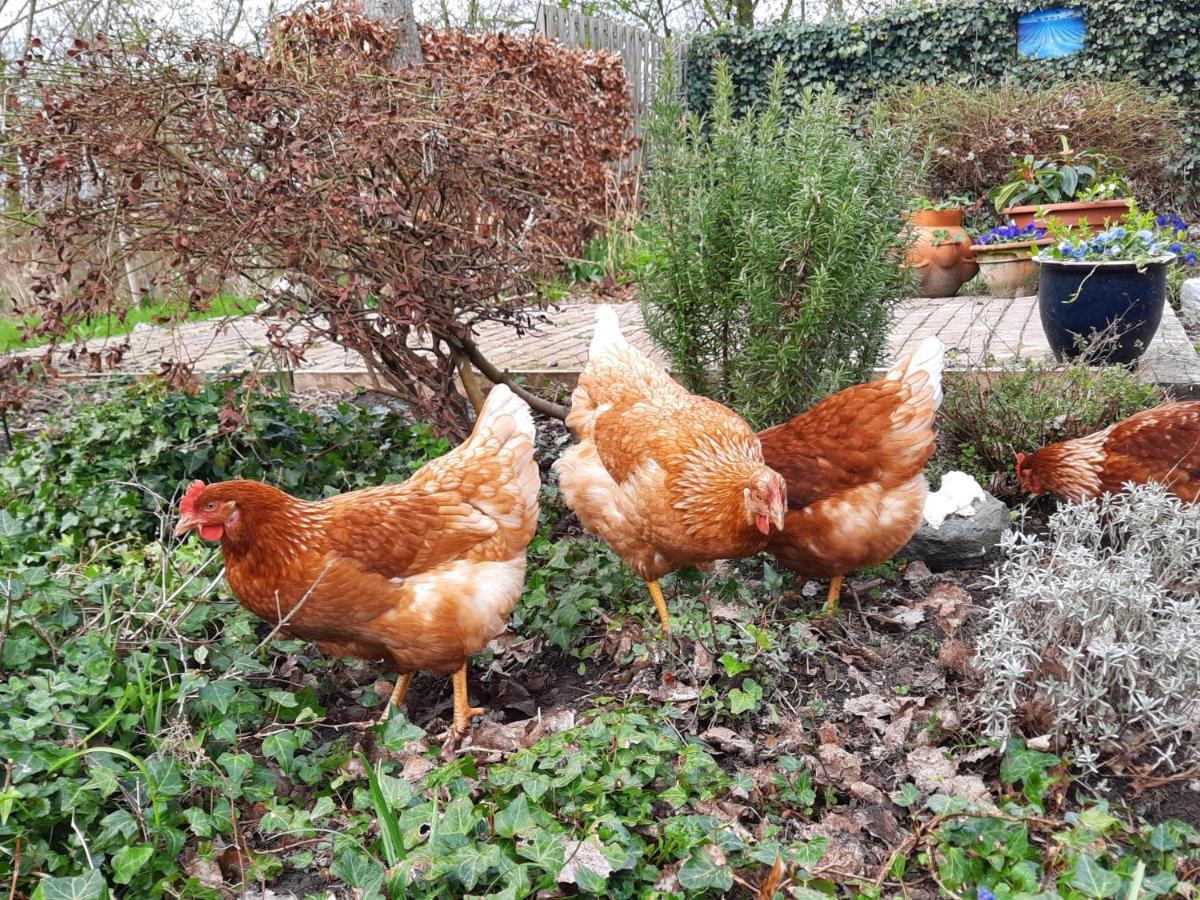 Het Bonte Paard Bed & Breakfast Dwingeloo Bagian luar foto